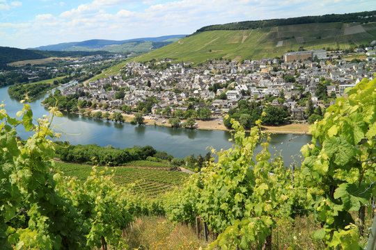 Grape plantation on the river Moezel