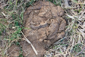 close up cow manure on ground