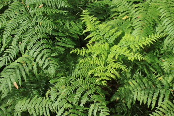 Prächtige Farne entdeckt bei Schilda in Südbrandenburg