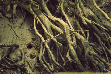 Roots