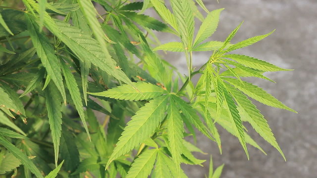 Fresh cannabis (marijuana) foliage