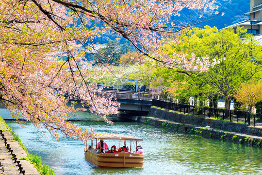 Sakura season in Kyoto, Japan