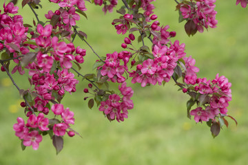 Blooming Apple Trees