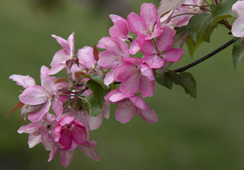 Blooming Apple Trees