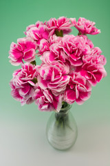 カーネーション