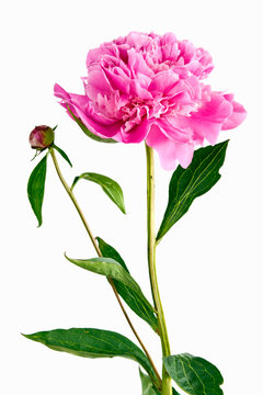Fototapeta pink peony on a white background