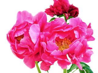 Three pink peonies