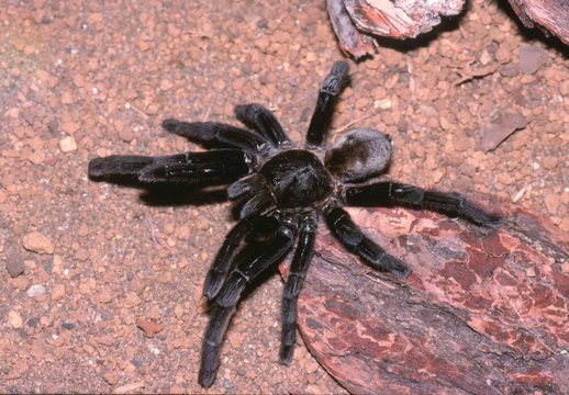 タランチュラ Images Browse 107 Stock Photos Vectors And Video Adobe Stock