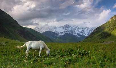 Naklejka premium Pasture