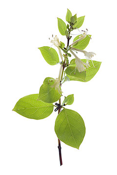 Fleur de ch&egrave;vrefeuille (Lonicera japonica) sur un fond blanc