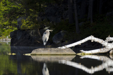 Heron on the Shoreline
