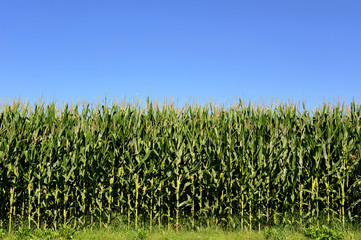 Agricultural field of corn plants, Zea Mays