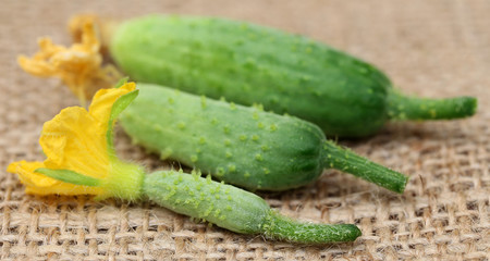 Young cucumbers