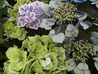 Komposition zarter Hortensienblüten © eksfoto