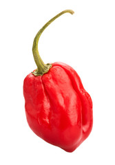 chili pepper