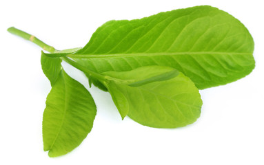 lemon leaves