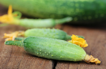 Young cucumbers on wooden surface