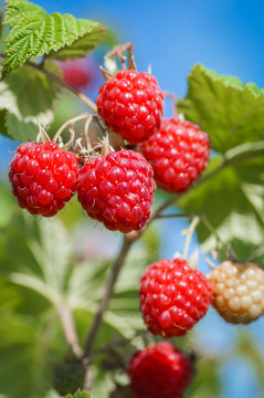 Leuchtend rote Himbeeren am Strauch
