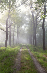 Fototapeta premium sunbeams over path in green forest