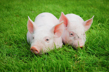 Zwei Ferkel im Gras