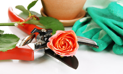 Garden secateurs and rose isolated on white