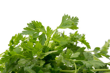 Parsley in closeup on a white background