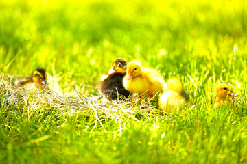 Little cute ducklings on hay, outdoors