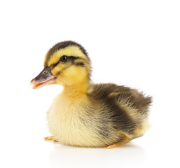 Little cute duckling isolated on white