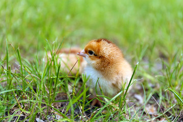 Little cute chicken on green grass, outdoors