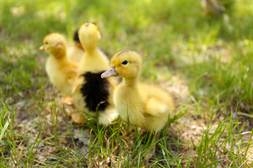Little cute ducklings on green grass, outdoors