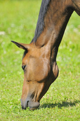 Fototapeta premium Pferd