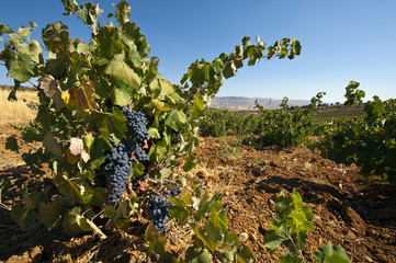 Weinbau Libanon