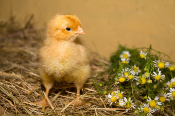 Chicken and daisies