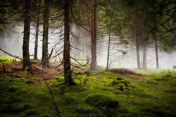 Dramatic Forest with Fog © goodman_ekim