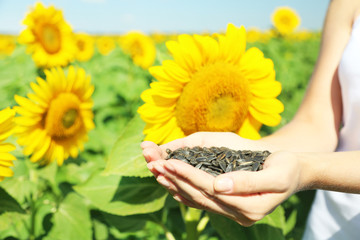 Hands holding sunflower seeds in field