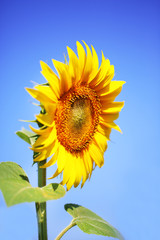 Beautiful sunflower  on blue background