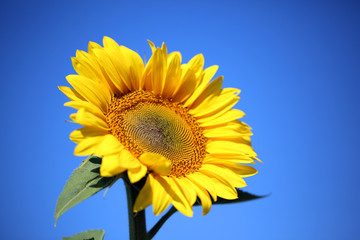 Obraz premium Beautiful sunflower on blue background