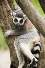 Ring-tailed lemur sitting