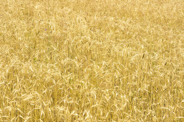 Rye field background