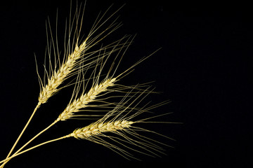 Stems of rye isolated