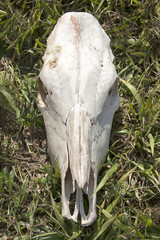 Bleached cow skull lying on green grass in an outdoor setting, symbolizing nature, mortality, and rustic ranch life.