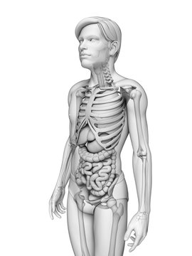 Digestive system of male anatomy