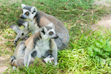 Ring-tailed lemur family (Lemur catta)