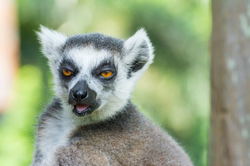 Close-up Ring-tailed lemur (Lemur catta)