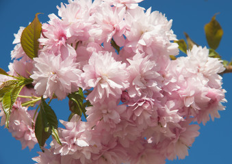 Sakura cherry flower blossom in spring