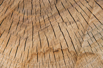 texture of tree stump
