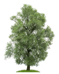 Fototapeta premium Große Silberweide vor weißem Hintergrund