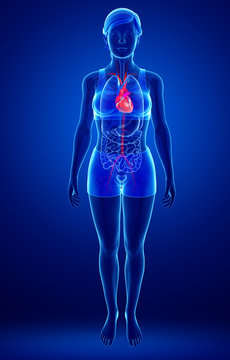 Female Heart Anatomy