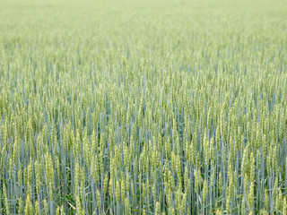 Wheat field
