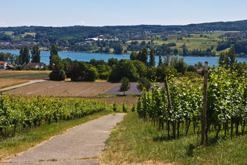 Insel Reichenau - Weg im Weinberg am Bodensee